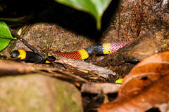 Micrurus mosquitensis