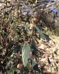 Ceanothus caeruleus