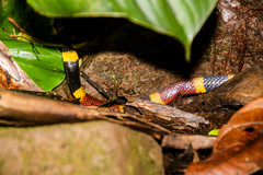 Micrurus mosquitensis
