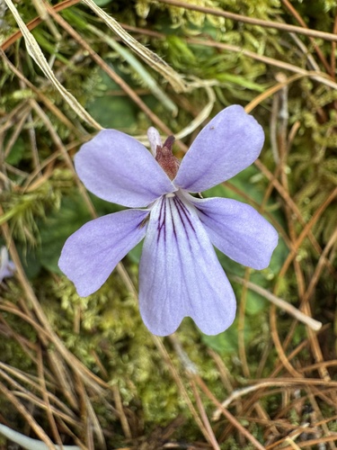 Viola formosana, photograph 6