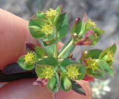 Euphorbia esuliformis