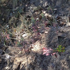 Euphorbia esuliformis