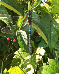 Aeshna canadensis