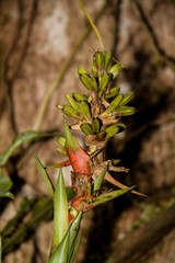 Guzmania donnell-smithii