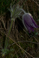 Pulsatilla montana