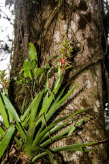 Guzmania donnell-smithii