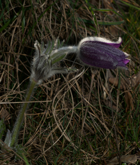 Pulsatilla montana