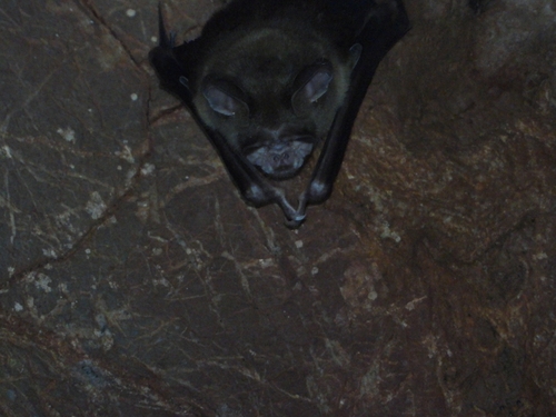Shield-faced Leaf-nosed Bat
