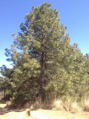 Pinus pseudostrobus apulcensis