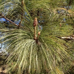 Pinus pseudostrobus apulcensis