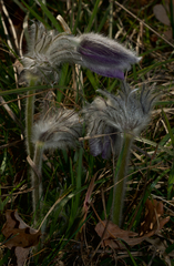 Pulsatilla montana