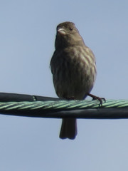 Haemorhous mexicanus