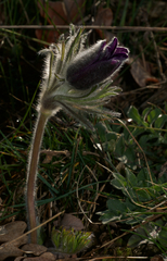 Pulsatilla montana