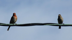 Haemorhous mexicanus