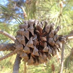 Pinus pseudostrobus apulcensis