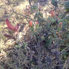Castilleja auriculata