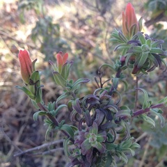 Castilleja auriculata