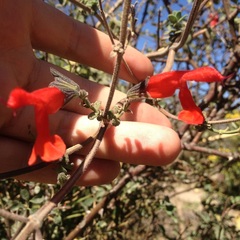 Salvia fulgens