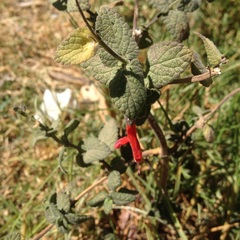 Salvia fulgens