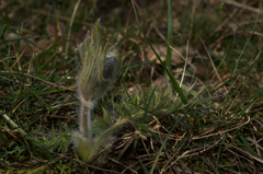 Pulsatilla montana