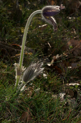 Pulsatilla montana