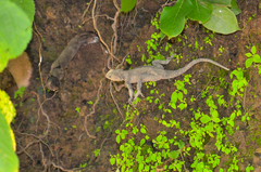 Laudakia tuberculata