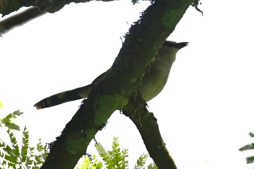 Black-crowned Tchagra
