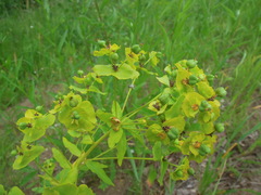 Euphorbia borodinii