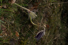 Pulsatilla montana