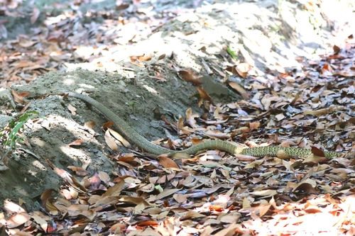 Oriental Rat Snake