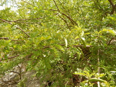Vachellia choriophylla