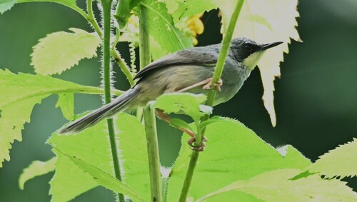 White-chinned Prinia