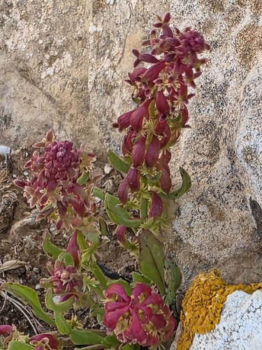 Rumex bucephalophorus gallicus