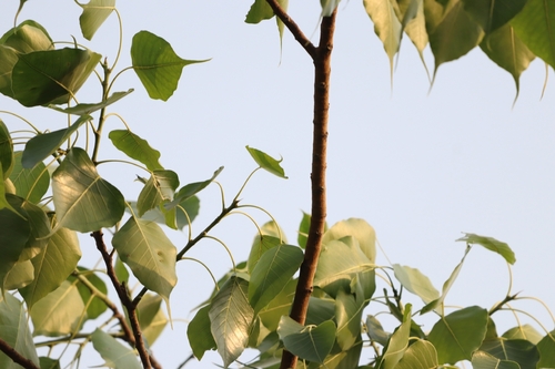 Sacred fig