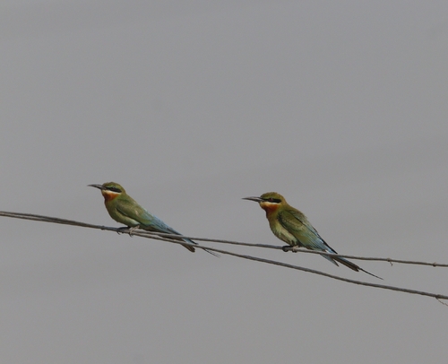 Blue-tailed Bee-eater