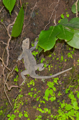 Laudakia tuberculata