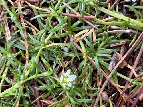 Sagina japonica, photograph 5