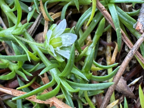Sagina japonica, photograph 6
