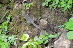 Laudakia tuberculata