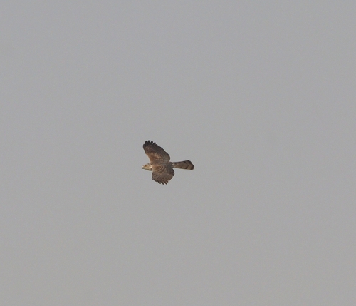 Shikra