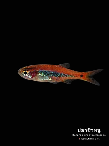 Least rasbora