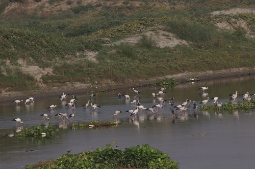 Asian Openbill