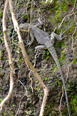 Laudakia tuberculata