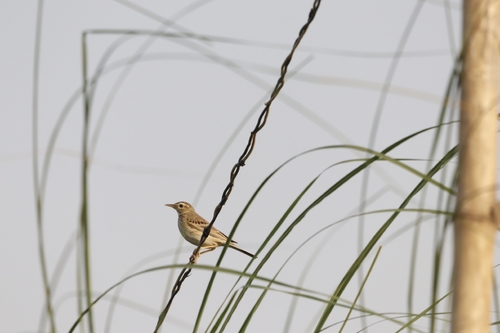 Paddyfield Pipit