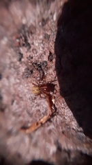 Robertus lividus