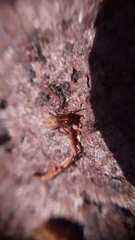 Robertus lividus