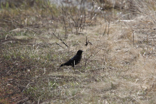 Black Lark (Melanocorypha yeltoniensis)