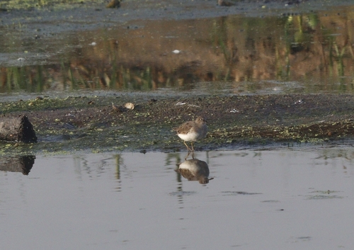 Temminck's Stint