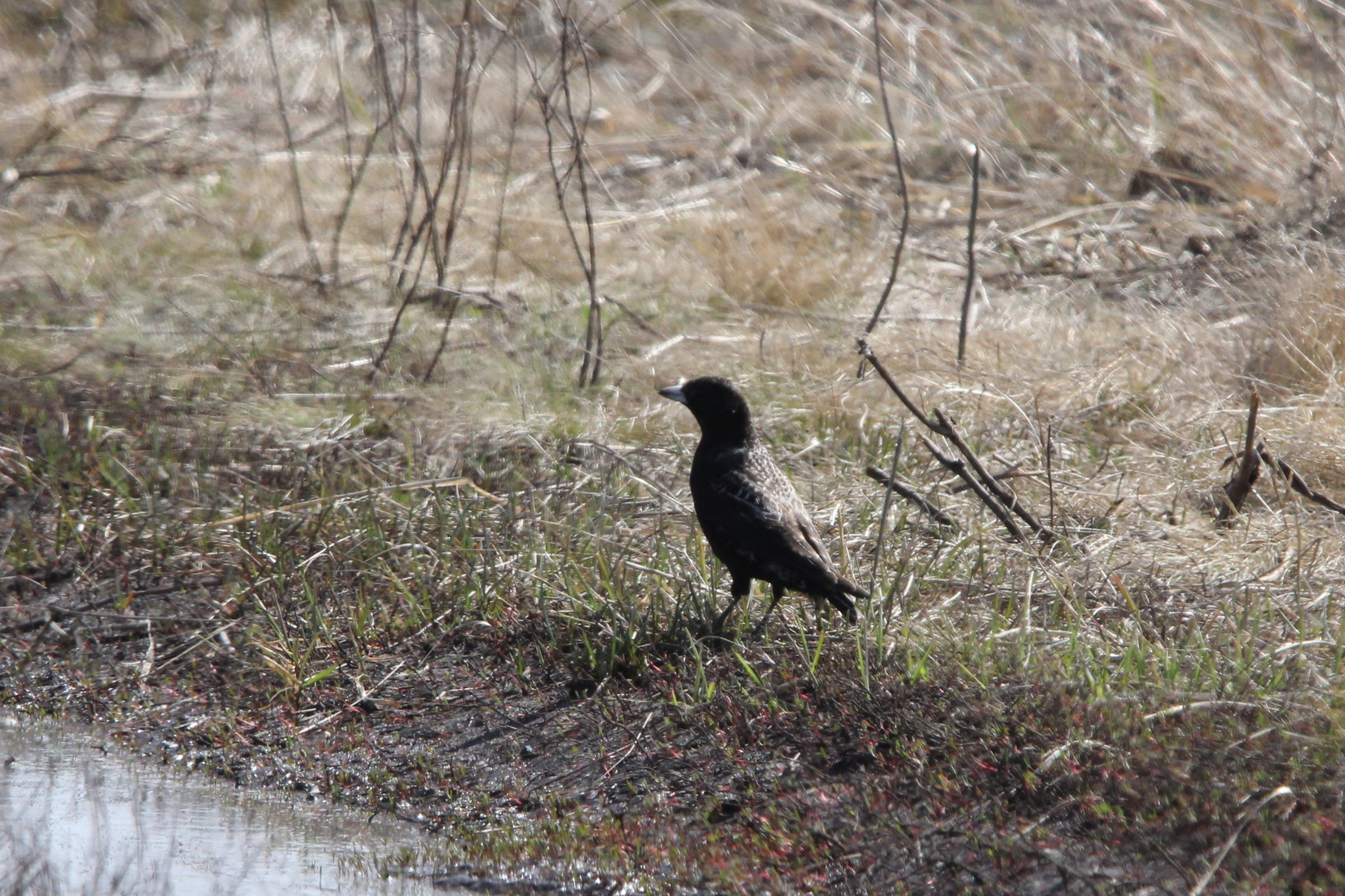 Black Lark (Melanocorypha yeltoniensis), photo 2