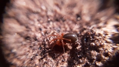 Robertus lividus